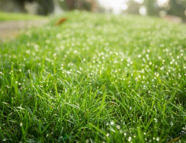 strzyżenie trawy mobilny ogrodnik